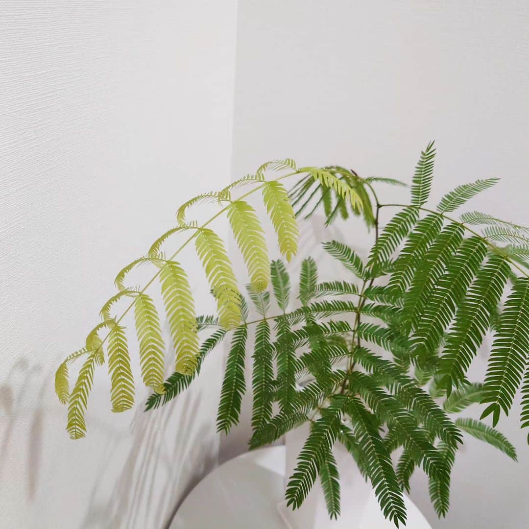 ayumiさんのインスタグラム写真 - (ayumiInstagram)「...⁡ ⁡.⁡ ⁡植物が育つ季節。⁡ ⁡⁡ ⁡1つだけ色が若いのが、⁡ ⁡ほんとに可愛い(*ˊ˘ˋ*)⁡ ⁡⁡.⁡ ⁡#植物が可愛い #エバーフレッシュ」6月20日 9時59分 - petitbijou_nail