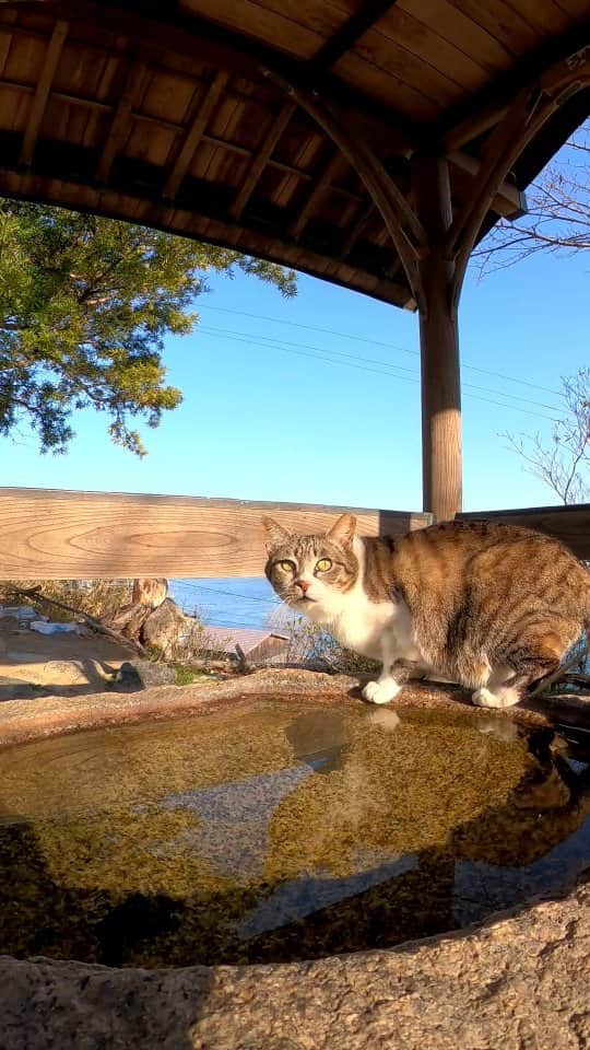感動猫動画のインスタグラム：「神社猫 #猫島 #野良猫 #Cat #猫 #子猫 #kitten #catisland」