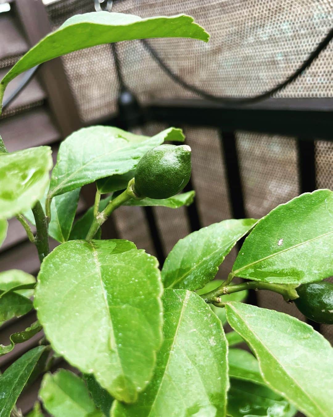 和田正人さんのインスタグラム写真 - (和田正人Instagram)「暖かくなってくると、目に見えて植物の成長がわかりますね。  父の日に妻に貰った、マイヤーレモンの木。  小さな実がチラホラ。  4月に苗を植えたトマトは、もう実がギッシリ。  我が家のシンボルツリー、フェニックスロベレニーは、今年も花を咲かせました。  元気にスクスク育っておくれ。」6月20日 10時31分 - daaaaaawaaaaaa