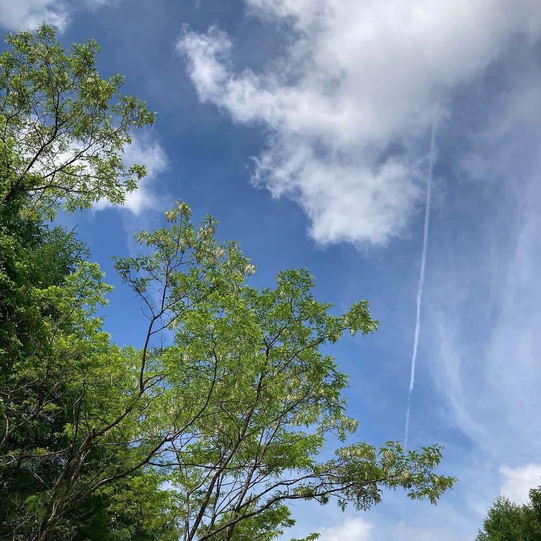 井上荒野のインスタグラム：「ニセアカシアと飛行機雲」