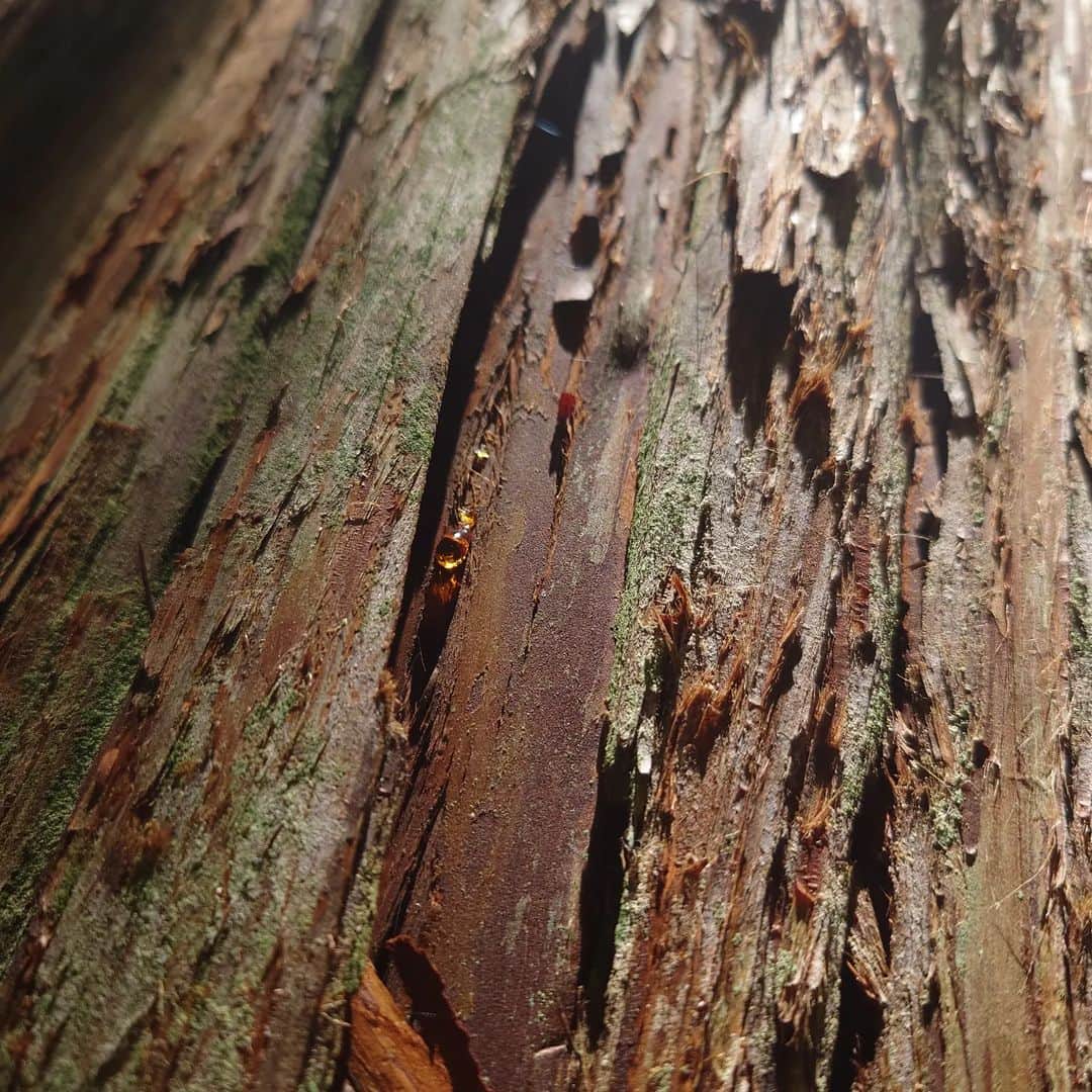 山田彩乃さんのインスタグラム写真 - (山田彩乃Instagram)「見えますかね…？ これ樹の表面なんですけど 樹液のしずくがものすごく綺麗だったの」6月20日 15時56分 - ayano.yamada