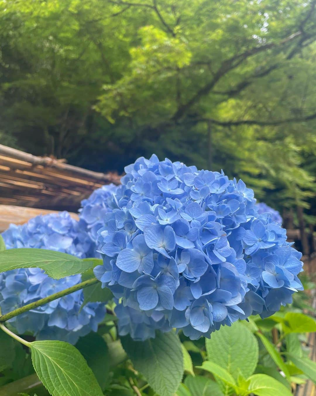 近藤夏子さんのインスタグラム写真 - (近藤夏子Instagram)「⛩️貴船神社⛩️  素晴らしすぎた🌞 また絶対行く‼️ ここはすごいや💖  おみくじ 病気　長引く、医者を選べ (当たってるなぁ🤭w笑ってる場合じゃないw) #貴船神社 #貴船神社で水占い #パワースポット #パワースポット神社 #京都 #京都観光」6月20日 15時56分 - kondonatsuko