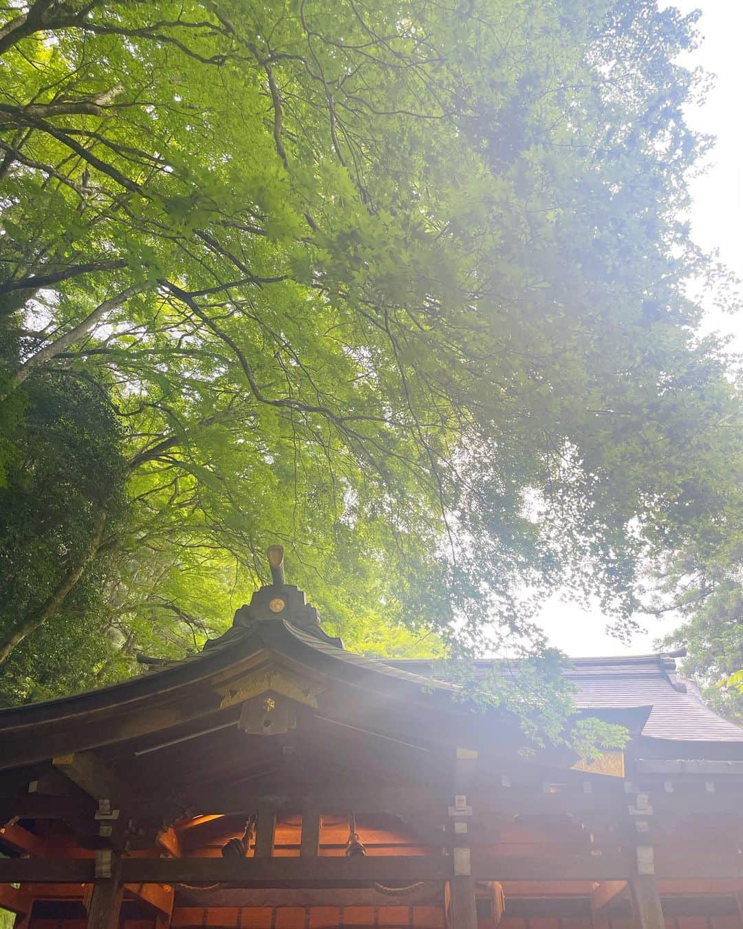 近藤夏子さんのインスタグラム写真 - (近藤夏子Instagram)「⛩️貴船神社⛩️  素晴らしすぎた🌞 また絶対行く‼️ ここはすごいや💖  おみくじ 病気　長引く、医者を選べ (当たってるなぁ🤭w笑ってる場合じゃないw) #貴船神社 #貴船神社で水占い #パワースポット #パワースポット神社 #京都 #京都観光」6月20日 15時56分 - kondonatsuko