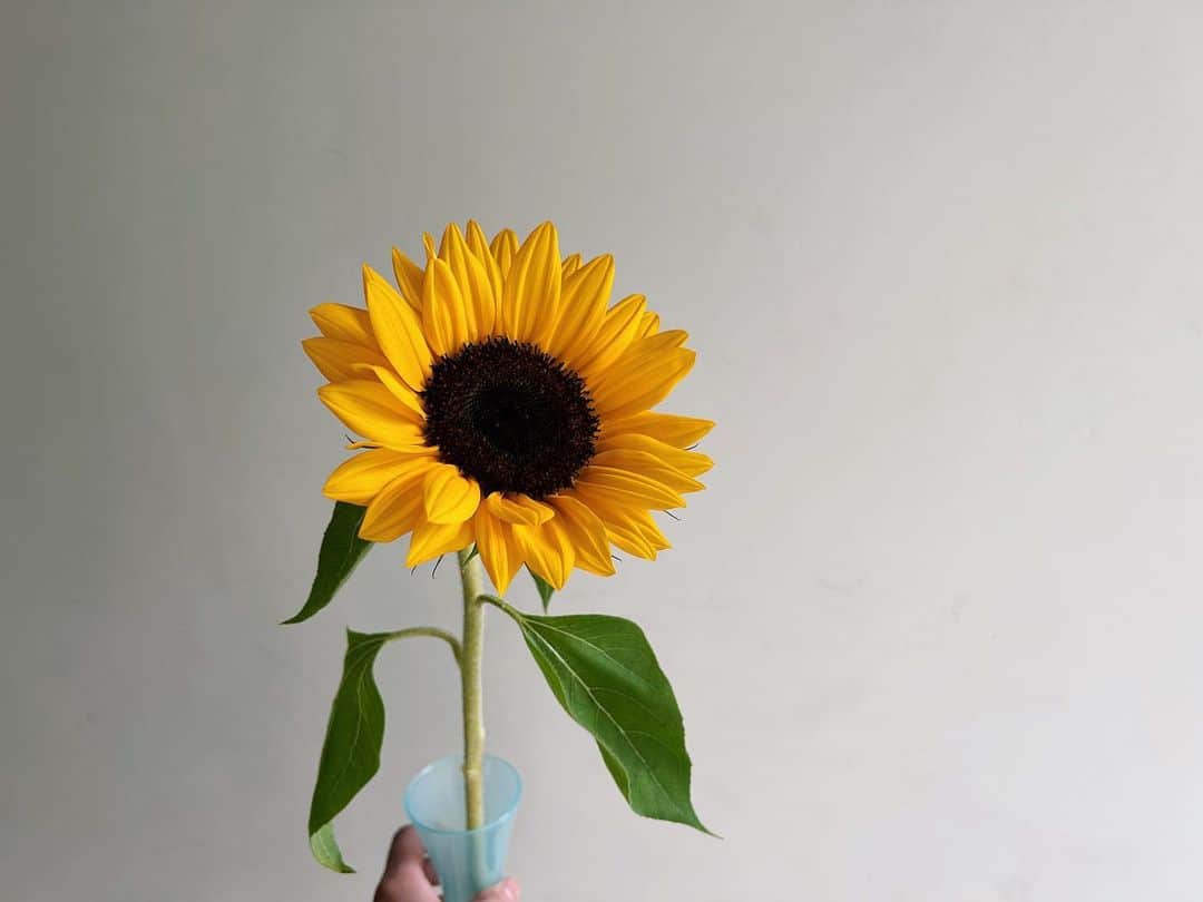 伊藤寧々のインスタグラム：「ㅤㅤㅤㅤㅤㅤㅤㅤㅤㅤㅤㅤㅤ この季節の楽しみ✨🌻  #花 #interior #🌻」