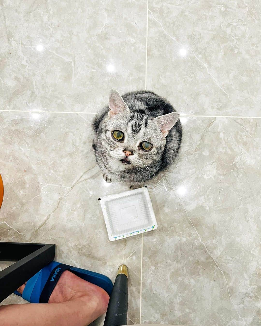 ルフさんのインスタグラム写真 - (ルフInstagram)「#luhu:”plz give me some waxberry, plz…..🥺” - - #cat #cute #angel #adorable #lovely #waxberry」6月20日 10時51分 - lanlan731