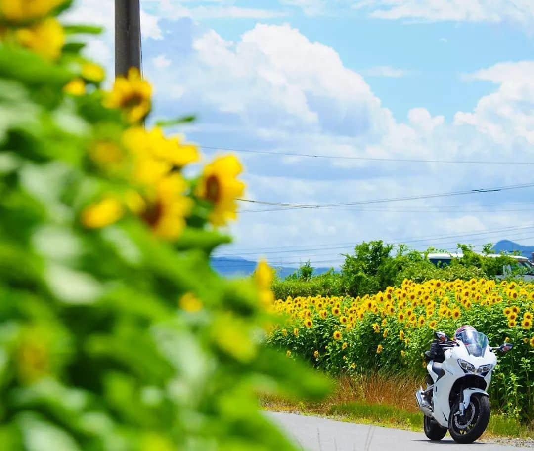 Honda 本田技研工業(株)のインスタグラム：「満開のひまわりに囲まれた景色に気持ちが明るくなりますね😆 暑くなってきますが体調管理を万全にしてツーリングを楽しんでください♪ . 「夏感🌻」 Photo by @taku_murakami_vfr . #MeandHonda #Honda #thepowerofdreams #バイク #bike #HondaBike #ホンダ好きと繋がりたい #VFR800 #バイクのある風景 #愛車のある風景 #愛車撮影 #ツーリング #ツーリング好きな人と繋がりたい #ツーリングスポット #Hondalife #carphotography #hondagram . 本アカウントでは、「 #MeandHonda 」をつけてInstagramに投稿された皆さんの写真を紹介させていただきます。 Honda製品を取り入れた作品はもちろん、製品が写っていない作品も大歓迎です！ . 思い出の写真や自宅付近で撮影された写真など、たくさんのご投稿をお待ちしています。」