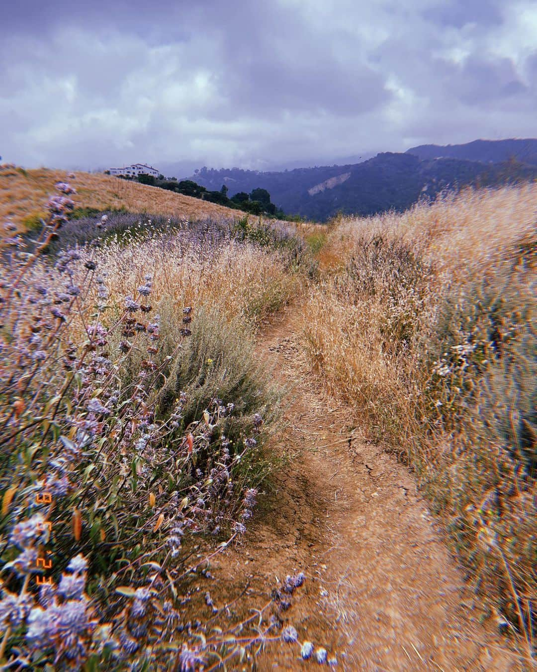 イザベル・ルーカスさんのインスタグラム写真 - (イザベル・ルーカスInstagram)「Feeling and listening to this land.  Do you ever get answers to questions you didn’t even know you had?  Sometimes when you stop and feel, Mother Earth can offer you exactly what you need.  Acknowledging the indigenous Chumash and Tvonga people of this land which I used to call home. Where the mountain meets the sea, ‘the land above’.  ( thank you @districtvision x )  #Chumash #Tvonga #Topanga #wildflowers #myheart #topangacanyon #LA」6月20日 11時03分 - isabellucas