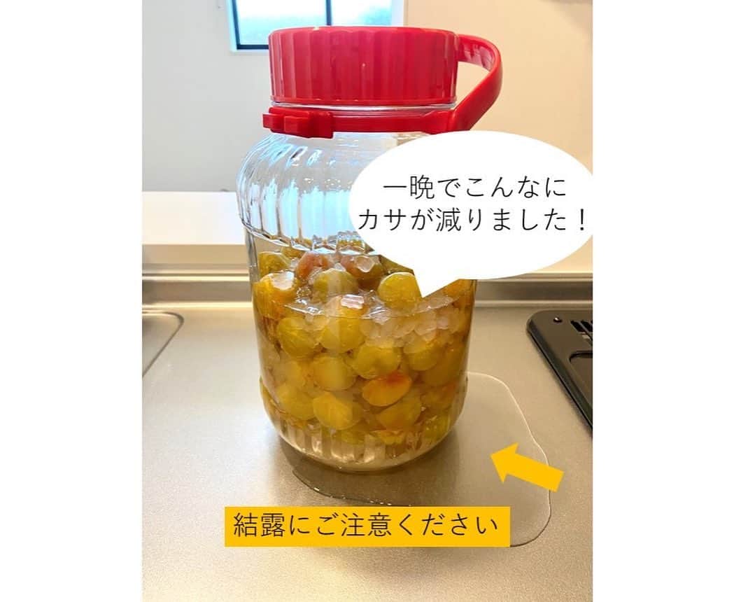 和歌山県食品流通課さんのインスタグラム写真 - (和歌山県食品流通課Instagram)「梅シロップを作ってみよう❣️  皆さん、梅シロップをご存じですか？和歌山県内にお住まいの方でも、梅干しや梅酒には馴染みがあるものの、梅シロップを作ったことがない方も多いのではないでしょうか💭  今日は、梅産地では誰もが知る、簡単で成功まちがいなしの作り方をご紹介します✨️  梅しごと、まだまだ間に合います。ぜひお楽しみください！   【必要なもの】 ・青梅１kg ・氷砂糖１kg（梅と同量） ・ビン（容量３L以上のもの） ・竹串   【作り方】 1⃣青梅のヘタを竹串で取り除きます。 2⃣青梅を洗い、乾燥させます。 3⃣ 24時間以上を目安に冷凍します。 　　＜ポイント＞細胞が壊れ、早くエキスが出ます。 4️⃣ キッチンアルコールで拭くなどして、  　  ビンの内側を殺菌します。 5️⃣ 梅と氷砂糖を交互にビンに入れます。  　  これでいったん作業は完了  　  ここから保管しますが、ビンが結露するので、  　  保管場所にご注意ください。 6️⃣ 一晩たてば、シロップができてくるので、  　  一日に数回ビンを回します。 7⃣約１週間で完成します。梅を除いて、  　 シロップを別容器で保存してください。  　 シロップを鍋でひと煮立ちさせると、長期保存が可能です。   【おすすめの使い方】 まずは、水や炭酸水で割って梅ジュースとしてお楽しみください。牛乳で割ると、梅の酸と牛乳のたんぱく質が反応して、ラッシーや飲むヨーグルトのように、とろっとします。これは産地では知られた、とっておきの飲み方で、朝食やおやつに特におすすめです。その他、プレーンヨーグルトに混ぜても美味しいです。   【ひとこと】 青い梅は「すっきり」、黄色く熟した梅は「フルーティー」に仕上がります。梅や砂糖の種類で組み合わせを変えて、さまざまなシロップを楽しめます。 ちなみに、青梅と氷砂糖を交互に詰めたところに、ホワイトリカーなどのお酒を注ぐと、梅酒が作れますよ♪   青梅は、量販店の他、食の総合ポータルサイト「おいしく食べて和歌山モール」からもご購入いただけます。冷凍梅が販売されていることもあります。 ぜひご確認ください→　https://oishii-wakayama.com/   #梅  #梅仕事  #梅しごと  #梅シロップ  #梅ジュース  #うめラッシー  #おいしく食べて和歌山モール  #なんて素敵な和歌山なんでしょう  #和歌山県 #wakayama  #insta_wakayama  #おいしい健康わかやま  #tasty_healthy_wakayama」6月20日 11時09分 - tasty_healthy_wakayama
