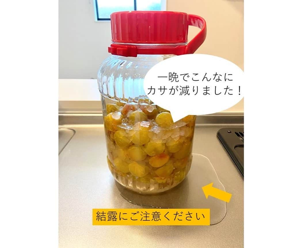 和歌山県食品流通課さんのインスタグラム写真 - (和歌山県食品流通課Instagram)「梅シロップを作ってみよう❣️  皆さん、梅シロップをご存じですか？和歌山県内にお住まいの方でも、梅干しや梅酒には馴染みがあるものの、梅シロップを作ったことがない方も多いのではないでしょうか💭  今日は、梅産地では誰もが知る、簡単で成功まちがいなしの作り方をご紹介します✨️  梅しごと、まだまだ間に合います。ぜひお楽しみください！   【必要なもの】 ・青梅１kg ・氷砂糖１kg（梅と同量） ・ビン（容量３L以上のもの） ・竹串   【作り方】 1⃣青梅のヘタを竹串で取り除きます。 2⃣青梅を洗い、乾燥させます。 3⃣ 24時間以上を目安に冷凍します。 　　＜ポイント＞細胞が壊れ、早くエキスが出ます。 4️⃣ キッチンアルコールで拭くなどして、  　  ビンの内側を殺菌します。 5️⃣ 梅と氷砂糖を交互にビンに入れます。  　  これでいったん作業は完了  　  ここから保管しますが、ビンが結露するので、  　  保管場所にご注意ください。 6️⃣ 一晩たてば、シロップができてくるので、  　  一日に数回ビンを回します。 7⃣約１週間で完成します。梅を除いて、  　 シロップを別容器で保存してください。  　 シロップを鍋でひと煮立ちさせると、長期保存が可能です。   【おすすめの使い方】 まずは、水や炭酸水で割って梅ジュースとしてお楽しみください。牛乳で割ると、梅の酸と牛乳のたんぱく質が反応して、ラッシーや飲むヨーグルトのように、とろっとします。これは産地では知られた、とっておきの飲み方で、朝食やおやつに特におすすめです。その他、プレーンヨーグルトに混ぜても美味しいです。   【ひとこと】 青い梅は「すっきり」、黄色く熟した梅は「フルーティー」に仕上がります。梅や砂糖の種類で組み合わせを変えて、さまざまなシロップを楽しめます。 ちなみに、青梅と氷砂糖を交互に詰めたところに、ホワイトリカーなどのお酒を注ぐと、梅酒が作れますよ♪   青梅は、量販店の他、食の総合ポータルサイト「おいしく食べて和歌山モール」からもご購入いただけます。冷凍梅が販売されていることもあります。 ぜひご確認ください→　https://oishii-wakayama.com/   #梅  #梅仕事  #梅しごと  #梅シロップ  #梅ジュース  #うめラッシー  #おいしく食べて和歌山モール  #なんて素敵な和歌山なんでしょう  #和歌山県 #wakayama  #insta_wakayama  #おいしい健康わかやま  #tasty_healthy_wakayama」6月20日 11時09分 - tasty_healthy_wakayama