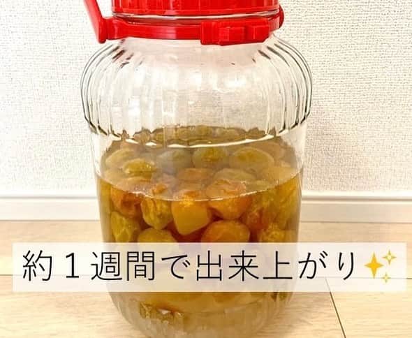 和歌山県食品流通課さんのインスタグラム写真 - (和歌山県食品流通課Instagram)「梅シロップを作ってみよう❣️  皆さん、梅シロップをご存じですか？和歌山県内にお住まいの方でも、梅干しや梅酒には馴染みがあるものの、梅シロップを作ったことがない方も多いのではないでしょうか💭  今日は、梅産地では誰もが知る、簡単で成功まちがいなしの作り方をご紹介します✨️  梅しごと、まだまだ間に合います。ぜひお楽しみください！   【必要なもの】 ・青梅１kg ・氷砂糖１kg（梅と同量） ・ビン（容量３L以上のもの） ・竹串   【作り方】 1⃣青梅のヘタを竹串で取り除きます。 2⃣青梅を洗い、乾燥させます。 3⃣ 24時間以上を目安に冷凍します。 　　＜ポイント＞細胞が壊れ、早くエキスが出ます。 4️⃣ キッチンアルコールで拭くなどして、  　  ビンの内側を殺菌します。 5️⃣ 梅と氷砂糖を交互にビンに入れます。  　  これでいったん作業は完了  　  ここから保管しますが、ビンが結露するので、  　  保管場所にご注意ください。 6️⃣ 一晩たてば、シロップができてくるので、  　  一日に数回ビンを回します。 7⃣約１週間で完成します。梅を除いて、  　 シロップを別容器で保存してください。  　 シロップを鍋でひと煮立ちさせると、長期保存が可能です。   【おすすめの使い方】 まずは、水や炭酸水で割って梅ジュースとしてお楽しみください。牛乳で割ると、梅の酸と牛乳のたんぱく質が反応して、ラッシーや飲むヨーグルトのように、とろっとします。これは産地では知られた、とっておきの飲み方で、朝食やおやつに特におすすめです。その他、プレーンヨーグルトに混ぜても美味しいです。   【ひとこと】 青い梅は「すっきり」、黄色く熟した梅は「フルーティー」に仕上がります。梅や砂糖の種類で組み合わせを変えて、さまざまなシロップを楽しめます。 ちなみに、青梅と氷砂糖を交互に詰めたところに、ホワイトリカーなどのお酒を注ぐと、梅酒が作れますよ♪   青梅は、量販店の他、食の総合ポータルサイト「おいしく食べて和歌山モール」からもご購入いただけます。冷凍梅が販売されていることもあります。 ぜひご確認ください→　https://oishii-wakayama.com/   #梅  #梅仕事  #梅しごと  #梅シロップ  #梅ジュース  #うめラッシー  #おいしく食べて和歌山モール  #なんて素敵な和歌山なんでしょう  #和歌山県 #wakayama  #insta_wakayama  #おいしい健康わかやま  #tasty_healthy_wakayama」6月20日 11時09分 - tasty_healthy_wakayama