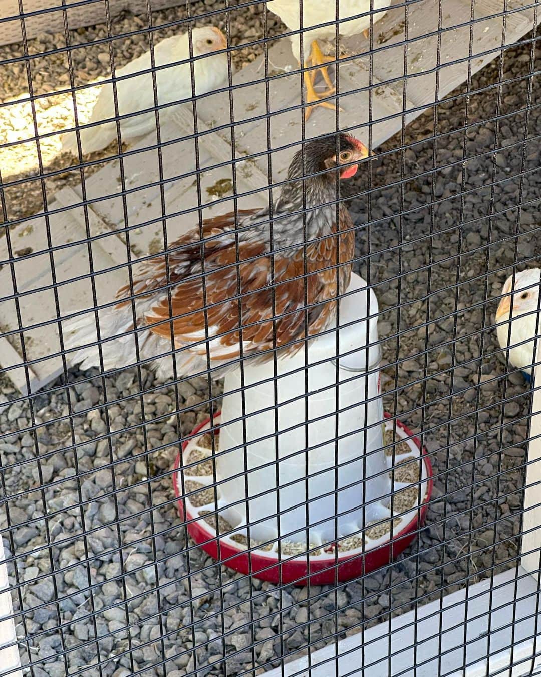 ストーン・コールド・スティーブ・オースチンさんのインスタグラム写真 - (ストーン・コールド・スティーブ・オースチンInstagram)「Thanks to Brandon @silverstatebuildings for getting our chicken coop built and delivered. The chicks dig it.. Nice work! #chicken #chickencoop #eggs  #usa #america #nevada  Silver State Buildings  Fallon, NV」6月20日 11時13分 - steveaustinbsr