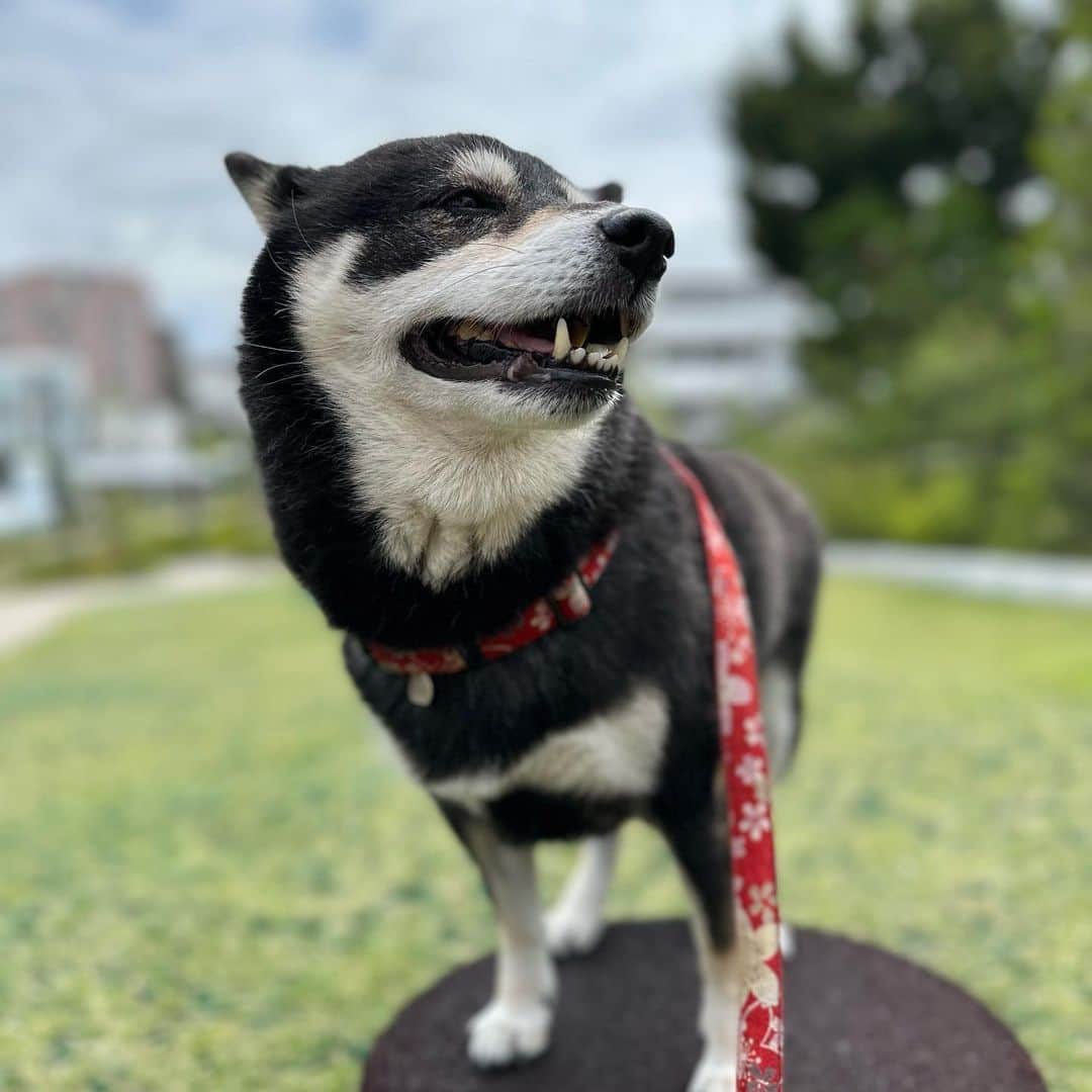 vo_coのインスタグラム：「🐾 梅雨の合間 夏ってこんなにジメっとしてるんだっけってようやく身体が思い出してきた… こたちゃんの散歩、ぼちぼち早朝シフトしないとだね ＊ #shibastagram #instashiba #shiba #shibainu #黒柴 #柴犬」