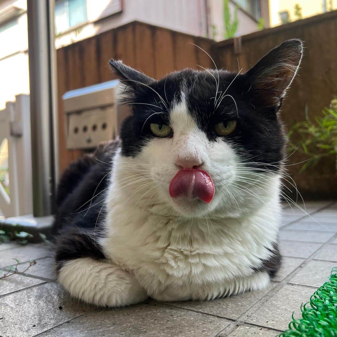 Kachimo Yoshimatsuさんのインスタグラム写真 - (Kachimo YoshimatsuInstagram)「おはようイカスミ Good Morning Ikasumi  ここの所 「なあ、うちの子にならないか？」と話しかけてるけど なかなか…  でも優しい目になった｡  #うちの猫ら #猫 #ikasumi #ねこ #ニャンスタグラム #にゃんすたぐらむ #ねこのきもち #cat #ネコ #catstagram #ネコ部 http://kachimo.exblog.jp」6月20日 11時29分 - kachimo