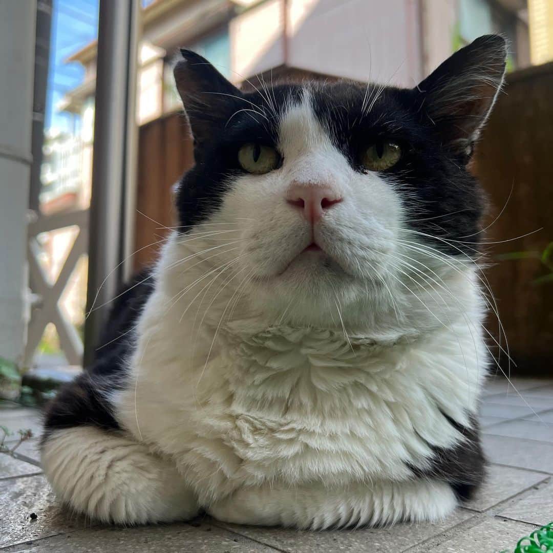 Kachimo Yoshimatsuさんのインスタグラム写真 - (Kachimo YoshimatsuInstagram)「おはようイカスミ Good Morning Ikasumi  ここの所 「なあ、うちの子にならないか？」と話しかけてるけど なかなか…  でも優しい目になった｡  #うちの猫ら #猫 #ikasumi #ねこ #ニャンスタグラム #にゃんすたぐらむ #ねこのきもち #cat #ネコ #catstagram #ネコ部 http://kachimo.exblog.jp」6月20日 11時29分 - kachimo