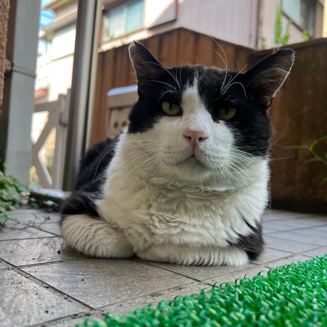 Kachimo Yoshimatsuさんのインスタグラム写真 - (Kachimo YoshimatsuInstagram)「おはようイカスミ Good Morning Ikasumi  ここの所 「なあ、うちの子にならないか？」と話しかけてるけど なかなか…  でも優しい目になった｡  #うちの猫ら #猫 #ikasumi #ねこ #ニャンスタグラム #にゃんすたぐらむ #ねこのきもち #cat #ネコ #catstagram #ネコ部 http://kachimo.exblog.jp」6月20日 11時29分 - kachimo