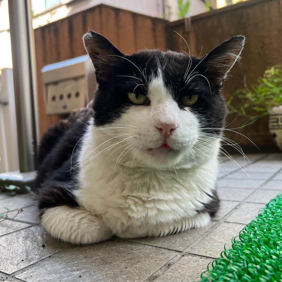 Kachimo Yoshimatsuさんのインスタグラム写真 - (Kachimo YoshimatsuInstagram)「おはようイカスミ Good Morning Ikasumi  ここの所 「なあ、うちの子にならないか？」と話しかけてるけど なかなか…  でも優しい目になった｡  #うちの猫ら #猫 #ikasumi #ねこ #ニャンスタグラム #にゃんすたぐらむ #ねこのきもち #cat #ネコ #catstagram #ネコ部 http://kachimo.exblog.jp」6月20日 11時29分 - kachimo