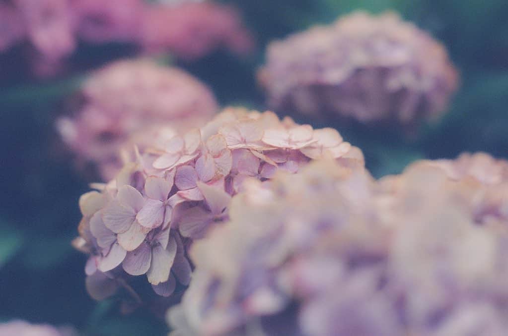 天音里菜さんのインスタグラム写真 - (天音里菜Instagram)「紫陽花だらけのカメラロール」6月20日 11時45分 - rin_a_mn