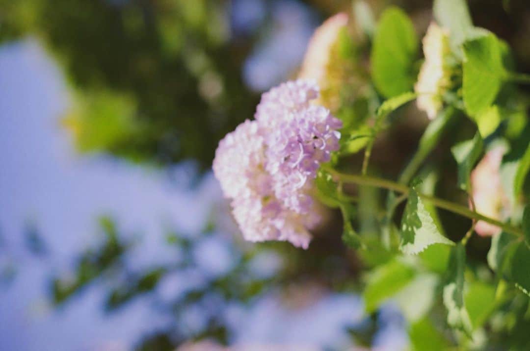 天音里菜さんのインスタグラム写真 - (天音里菜Instagram)「紫陽花だらけのカメラロール」6月20日 11時45分 - rin_a_mn