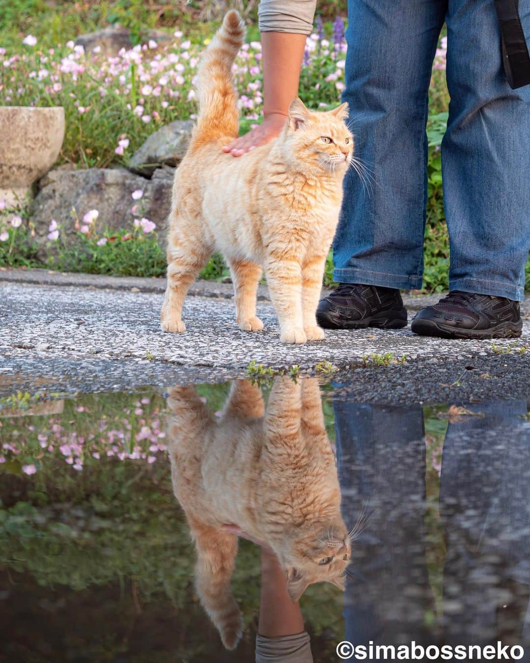 simabossnekoさんのインスタグラム写真 - (simabossnekoInstagram)「・ 鏡の中のにゃんこ達😸😸✨ Cats in the miller🪞  7枚目の投稿は動画です。 The 7th post is video. Swipeしてね←←🐾  ・ 〜お知らせ〜 新作写真集「島にゃんこ」好評発売中❣️ @simabossneko と、ぺにゃんこ( @p_nyanco22 )との初共著🐾  日本の島々で7年間撮り続けてきた、島の猫さん達のとびっきりの表情やしぐさがいっぱい✨ 厳選したベストショットから初公開の作品まで、愛おしくて幸せな瞬間を集めました。  ★Amazonほかオンライン書店、本屋さんにて  お気に入りの一冊になれば嬉しく思います☺️  📘A5変形サイズ／88ページ 1,210円(税込) ワニブックス刊  Amazonへは @simabossneko もしくは @p_nyanco22 のプロフィールURLよりご覧いただけます。 ・ ・ 【Notice】 NEW 3rd Photobook "Shima Nyanko (Island Cats)"  The book is co-authored by @simabossneko and @p_nyanco22  There are lots of wonderful photos of island cats✨   〜Description of the work〜 The cute cats that we have been shooting for 7 years in the islands of Japan.  From the carefully selected best shots to the first public photo, we have collected lovely and happy gestures. Kissing, cuddling, rubbing, synchronizing, playing, licking... The cats will heal you!  Please make a purchasing for this opportunity 😸🐾 The product page can be seen from the URL in the profile of @simabossneko or @p_nyanco22   ★Amazon Japan https://www.amazon.co.jp/dp/4847072863  It is possible to purchase and ship from Taiwan, Hong Kong, the USA, Korea, etc. ※ Shipping fee will be charged separately.  📘A5 variant size / 88 pages 1,210 JPY Published by Wanibooks ・ ・ #しまねこ #島猫 #ねこ #にゃんすたぐらむ #猫写真 #cats_of_world #catloversclub #pleasantcats #catstagram #meowed #ig_japan #lumixg9」6月20日 12時00分 - simabossneko