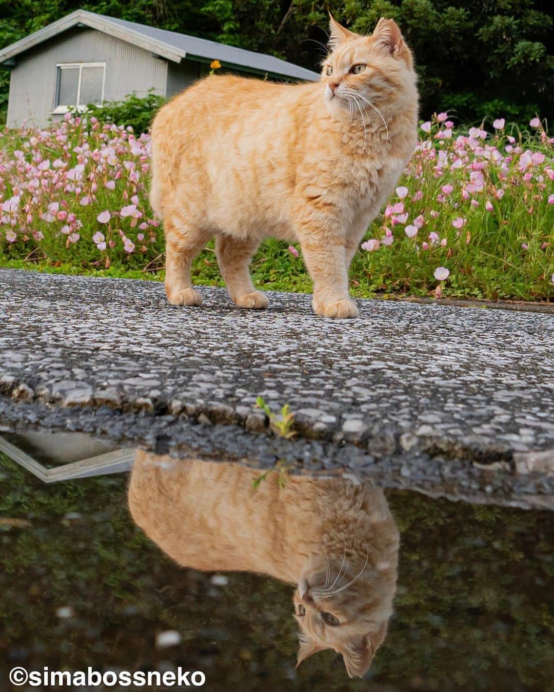 simabossnekoさんのインスタグラム写真 - (simabossnekoInstagram)「・ 鏡の中のにゃんこ達😸😸✨ Cats in the miller🪞  7枚目の投稿は動画です。 The 7th post is video. Swipeしてね←←🐾  ・ 〜お知らせ〜 新作写真集「島にゃんこ」好評発売中❣️ @simabossneko と、ぺにゃんこ( @p_nyanco22 )との初共著🐾  日本の島々で7年間撮り続けてきた、島の猫さん達のとびっきりの表情やしぐさがいっぱい✨ 厳選したベストショットから初公開の作品まで、愛おしくて幸せな瞬間を集めました。  ★Amazonほかオンライン書店、本屋さんにて  お気に入りの一冊になれば嬉しく思います☺️  📘A5変形サイズ／88ページ 1,210円(税込) ワニブックス刊  Amazonへは @simabossneko もしくは @p_nyanco22 のプロフィールURLよりご覧いただけます。 ・ ・ 【Notice】 NEW 3rd Photobook "Shima Nyanko (Island Cats)"  The book is co-authored by @simabossneko and @p_nyanco22  There are lots of wonderful photos of island cats✨   〜Description of the work〜 The cute cats that we have been shooting for 7 years in the islands of Japan.  From the carefully selected best shots to the first public photo, we have collected lovely and happy gestures. Kissing, cuddling, rubbing, synchronizing, playing, licking... The cats will heal you!  Please make a purchasing for this opportunity 😸🐾 The product page can be seen from the URL in the profile of @simabossneko or @p_nyanco22   ★Amazon Japan https://www.amazon.co.jp/dp/4847072863  It is possible to purchase and ship from Taiwan, Hong Kong, the USA, Korea, etc. ※ Shipping fee will be charged separately.  📘A5 variant size / 88 pages 1,210 JPY Published by Wanibooks ・ ・ #しまねこ #島猫 #ねこ #にゃんすたぐらむ #猫写真 #cats_of_world #catloversclub #pleasantcats #catstagram #meowed #ig_japan #lumixg9」6月20日 12時00分 - simabossneko