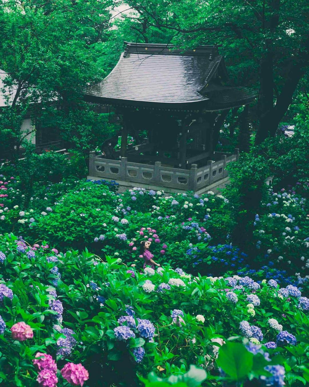 kenta_soyoungのインスタグラム：「hydrangea temple. . . . 地元にある紫陽花寺 今年はじんちゃんと！ @mjdwtjm_harry56  雨の中、ライカ振り回したよん」