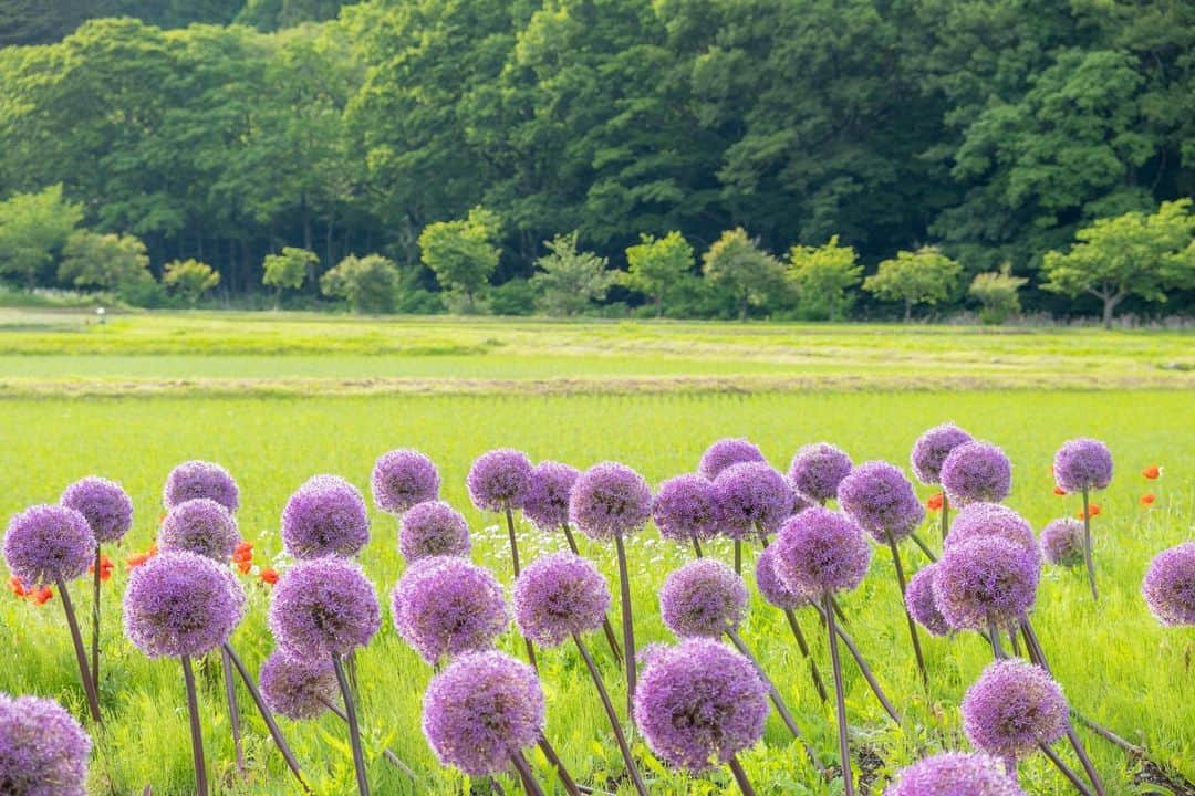 豊大槻さんのインスタグラム写真 - (豊大槻Instagram)「撮影: FUJIFILM X-T5 ・ ・ 長野県辰野町 アリウム・ギガンジューム ・ ・ __________  #辰野町  #ギガンチウム  #ルリタマアザミ  #自然  #風景  #癒し  #紫の花  #映像クリエーター  #風景写真  #映像制作  #カメラマン  #purple  #photographer  #healing  #nature  #view  #landscape  #moviecreator  #cameraman  #photo  #photography」6月20日 12時49分 - yutakachi