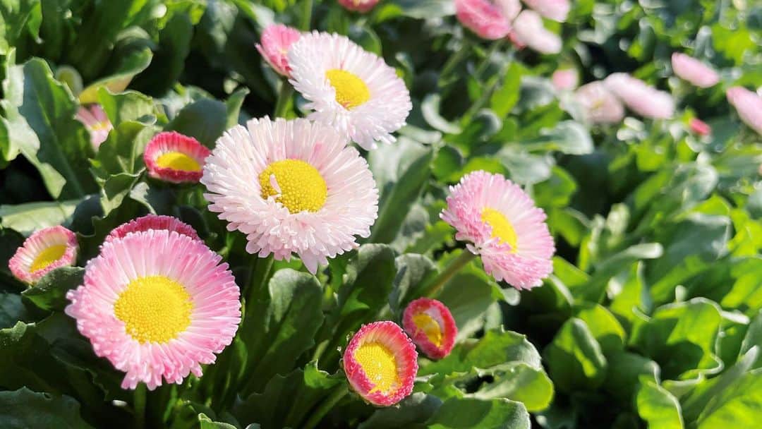 下口ひななのインスタグラム：「🌼🌼🌼」