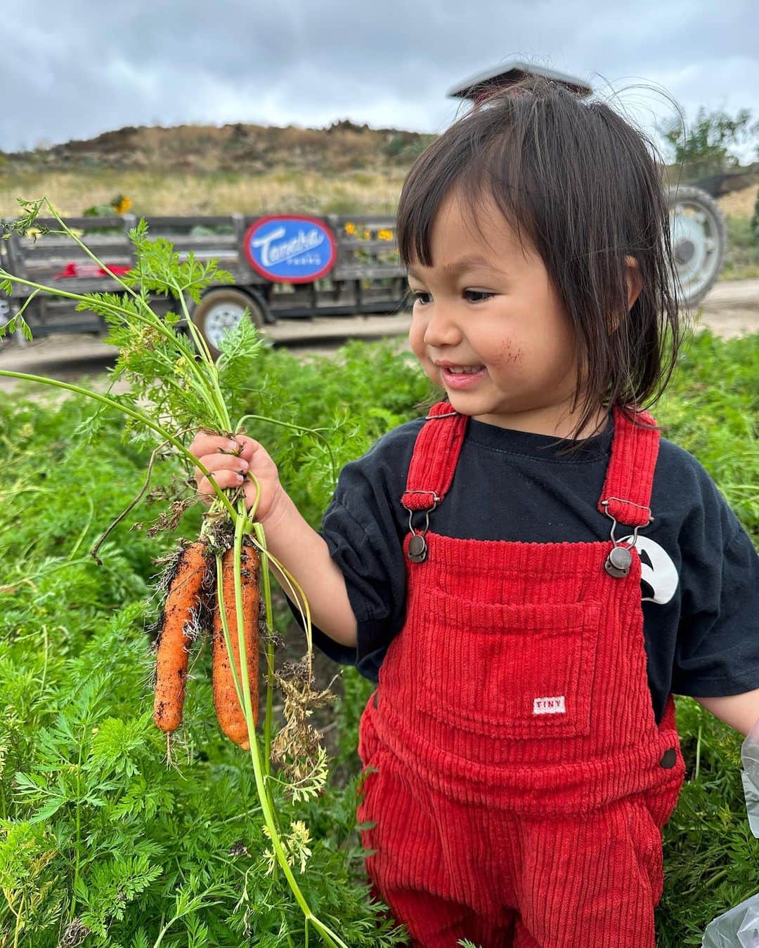 Livのインスタグラム：「Worth the drive to for all you can eat 🍓🥕🤩👍🏻✨ @tanakafarms」