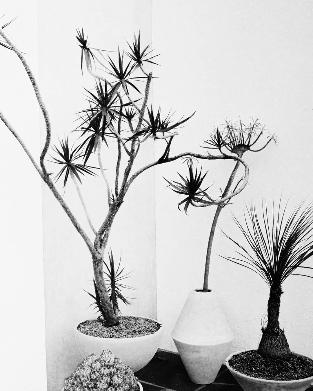 RE/DONEのインスタグラム：「RE/DONE plants. Views from our Melrose location.」