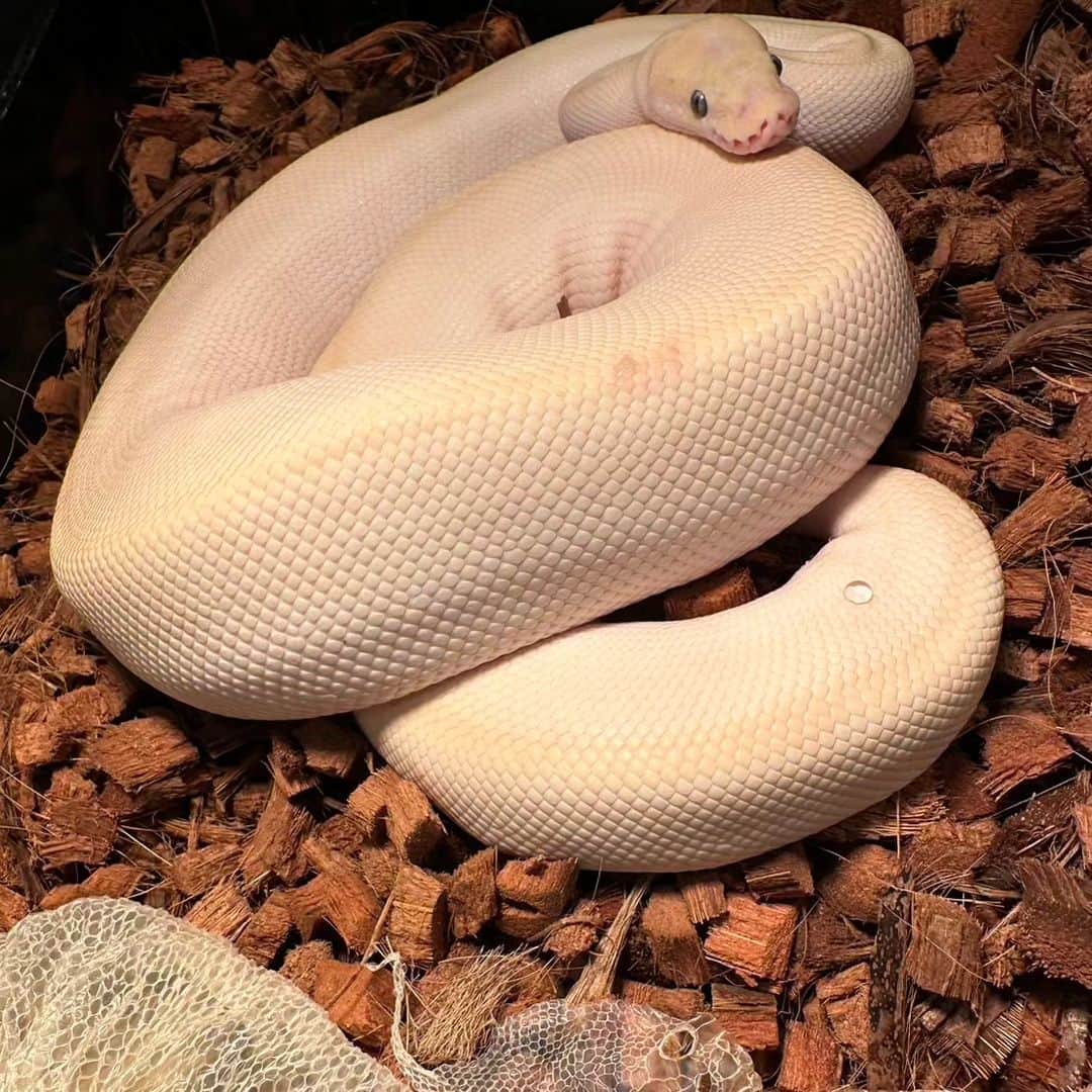 Z李さんのインスタグラム写真 - (Z李Instagram)「幸運の白蛇ベンちゃんが過去最高に綺麗に脱皮した。 皮は保管してなにか作ってみようかな。ご利益ありそうだし。  #🐍 #蛇 #白蛇 #爬虫類 #爬虫類好きの人と繋がりたい」6月20日 23時44分 - kiss0fthedrag0n