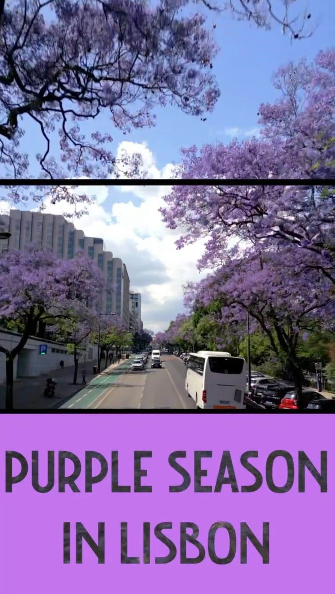 サイモンとマルティナのインスタグラム：「This is my second year in Lisbon, and there’s something truly special about this time of year.  From late spring to early summer, the Jacaranda trees color the city with their vivid purple blooms, an annual phenomenon that turns regular streets into magical, vibrant corridors. These trees originally come from South America and only found their way here in the 19th century, so they’re not that old, but now, they’re a cherished part of Lisbon’s urban landscape.  Every gust of wind creates a magical wash of purple rain, and the grounds become a royal carpet of fallen flowers.   It’s these quiet moments of nature’s artistry in the midst of the busy city that continue to inspire me.  So I made this little video here to show you a bit of what it looks like.  I hope you like it, and get the chance to visit Lisbon one day and to see them for yourselves 💜」