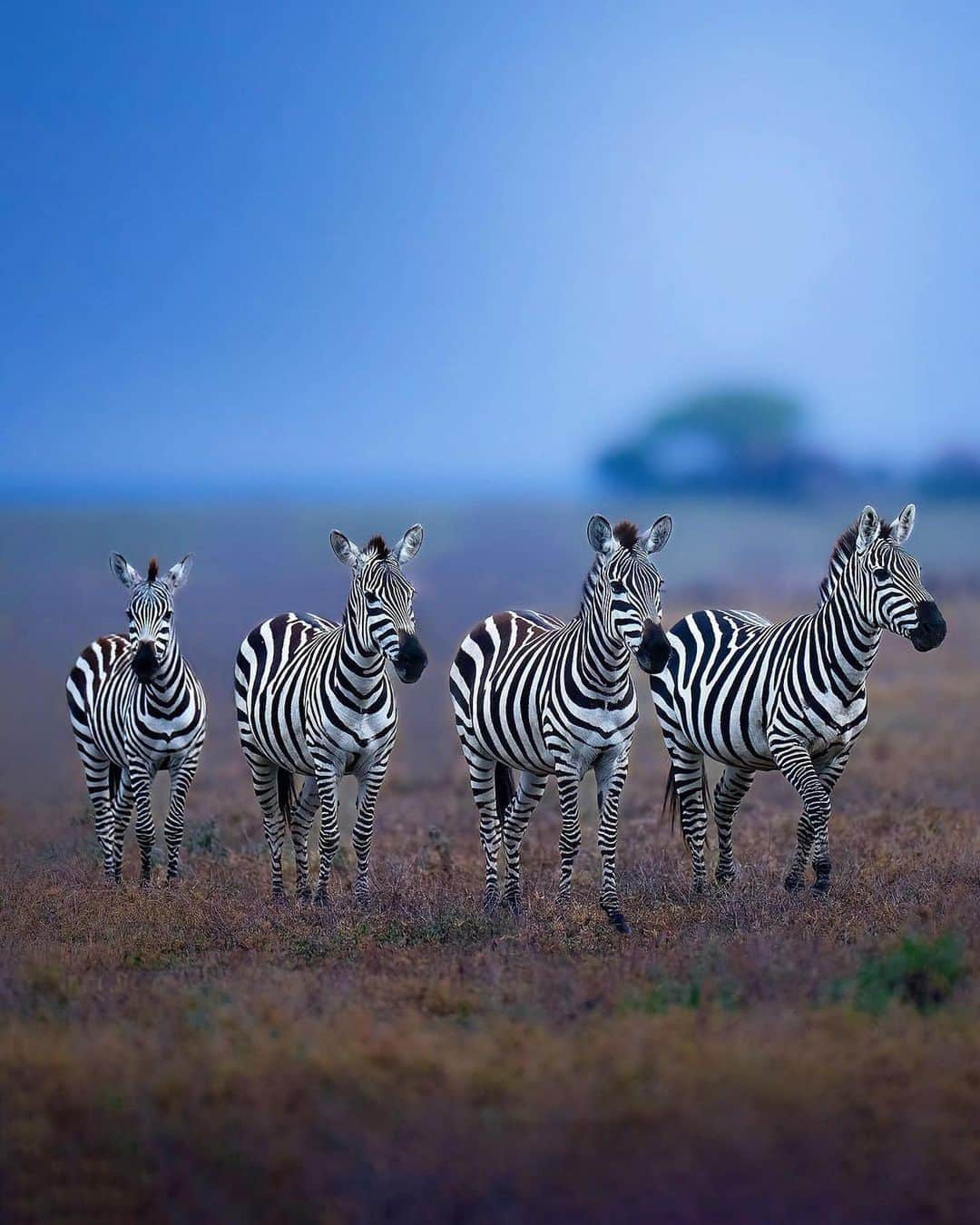 Discover Earthさんのインスタグラム写真 - (Discover EarthInstagram)「Wildlife of Africa - which one is your favorite? 🦁🦓🦒  🌎 #DiscoverEarth with @alexandrovich_yo」6月21日 1時00分 - discoverearth
