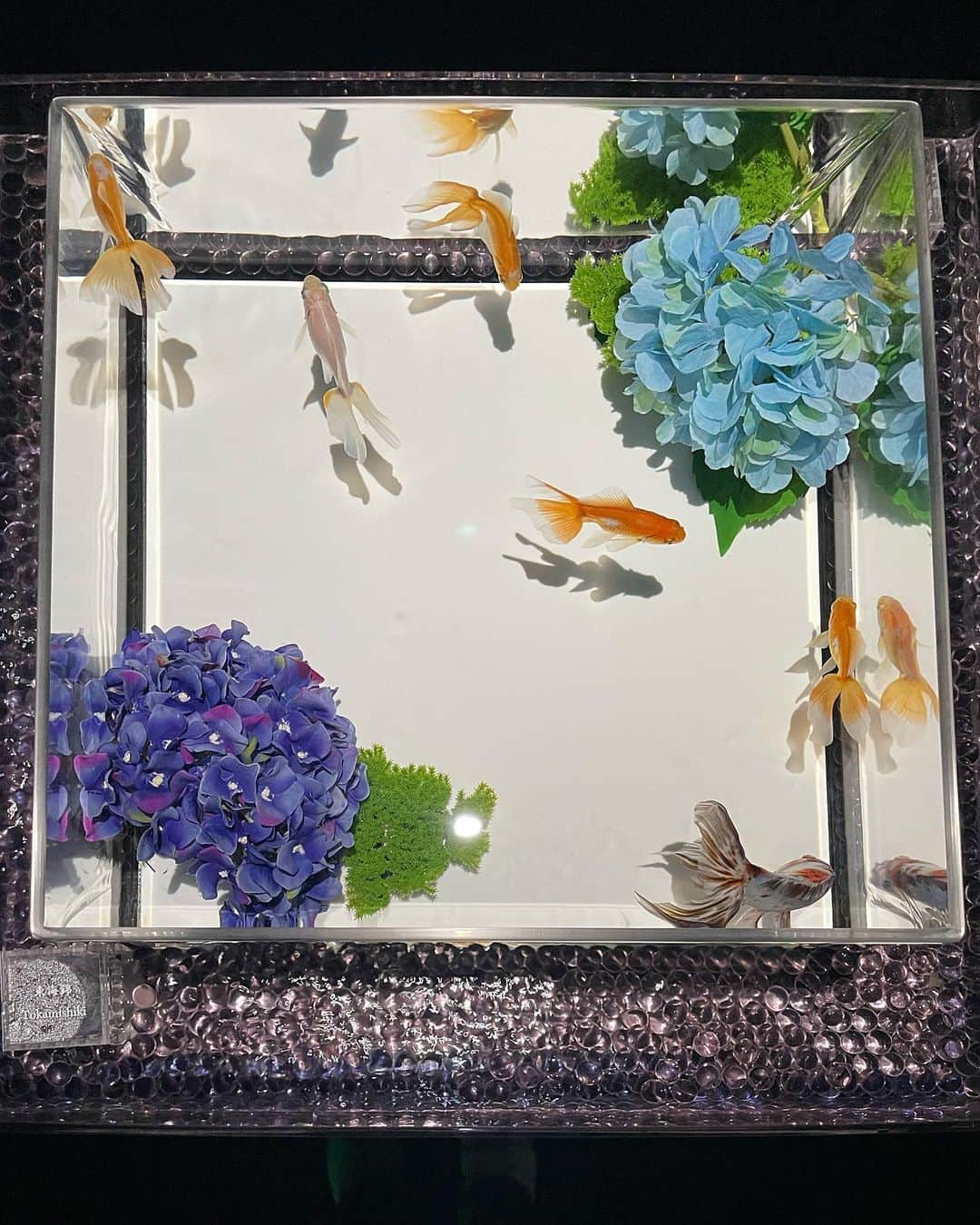 柏山奈々美さんのインスタグラム写真 - (柏山奈々美Instagram)「アートアクアリウムに行ってきました😊 今回は紫陽花と金魚のコラボ！ とても美しかった…！ 金魚の種類の多さにも驚いたし、幻想的な水槽と紫陽花にも感動🥺 とても癒されました✨  #アートアクアリウム #金魚」6月20日 16時47分 - nanamikashiyama