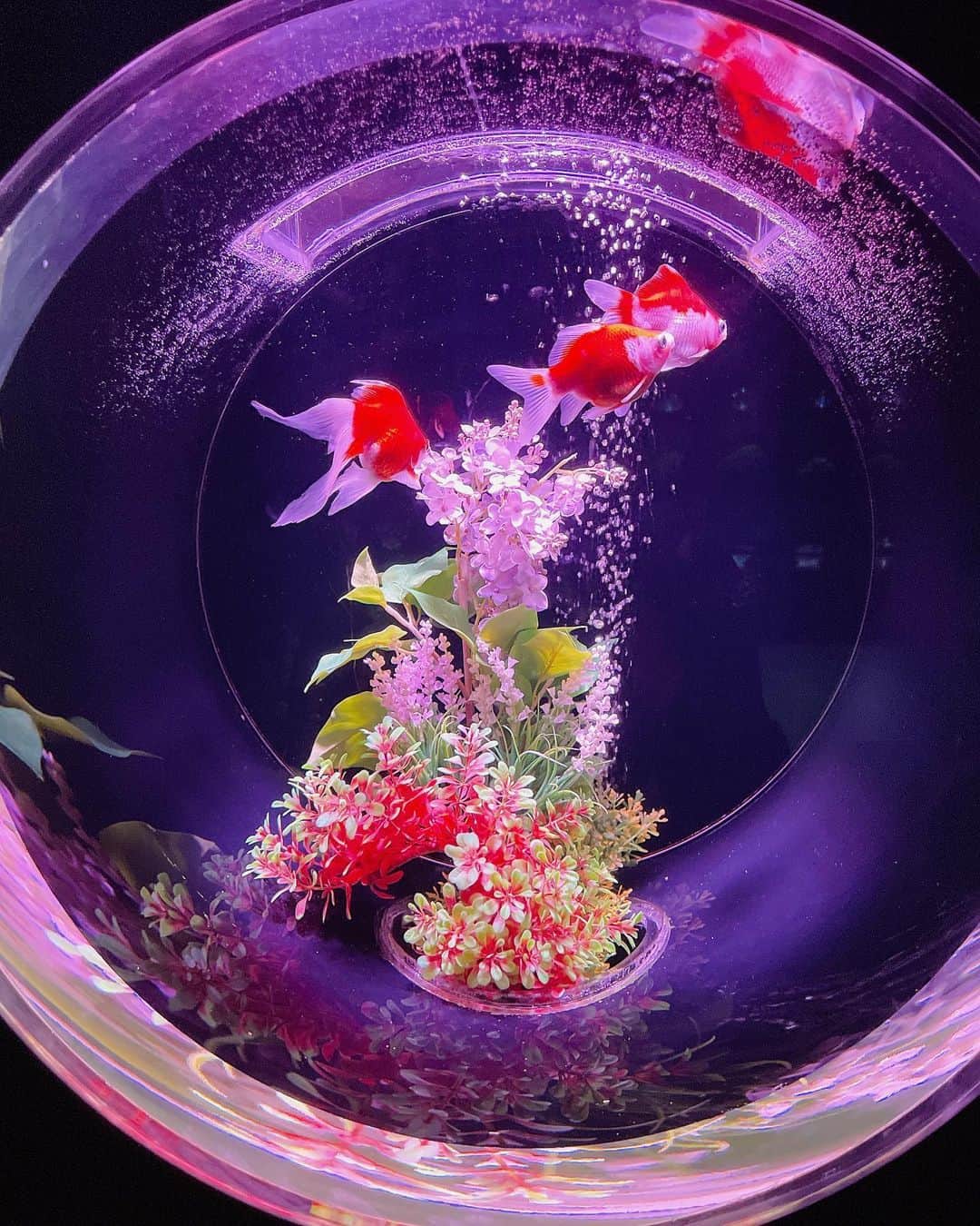 柏山奈々美のインスタグラム：「アートアクアリウムに行ってきました😊 今回は紫陽花と金魚のコラボ！ とても美しかった…！ 金魚の種類の多さにも驚いたし、幻想的な水槽と紫陽花にも感動🥺 とても癒されました✨  #アートアクアリウム #金魚」