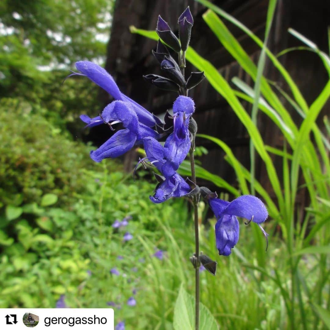 のインスタグラム：「#Repost @gerogassho with @use.repost ・・・ 下呂温泉合掌村は梅雨の晴れ間の良い天気です。  　濃い青紫色のメードーセイジ、白くて可憐なモモバキキョウが咲いています。  　下呂温泉合掌村の駐車場からの入口近道（平面カエルが目印）には、アジサイがきれいに咲いています。  #gerostagram　#下呂温泉合掌村 　#下呂温泉　#下呂　#メードーセイジ　#モモバキキョウ　#駐車場　#アジサイ　#あじさい　#紫陽花　#平面カエル　#梅雨　#雨上がり　#梅雨の中休み」