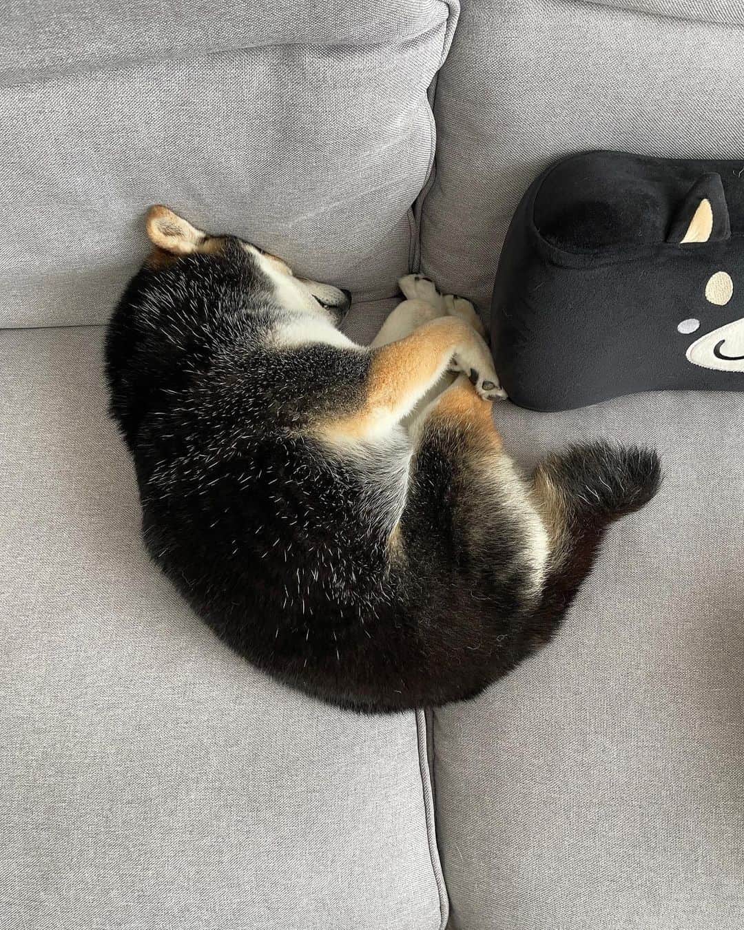 PECO いぬ部さんのインスタグラム写真 - (PECO いぬ部Instagram)「▼▽▼▽▼ ／ 「ツンツンしていて可愛いみじんこ寝🐡💕」 ＼ ㅤㅤ 今回素敵な投稿してくださったのは… @shiba_goma_tsukune さん（ごまちゃん） 他にも素敵なお写真がたくさんあるので ぜひ遊びに行ってみてね♪ ㅤㅤ ㅤㅤ ㅤㅤ 〖 #pecoいぬ部（ #ペコねこ部 ） 〗をつけてご投稿いただくと PECOのSNSで楽しくご紹介させていただきます😋 フォロー&コメントお待ちしています✨ ㅤㅤ ㅤㅤ  ============================== @pecodogs（ @pecocats ）☚YouTubeでも可愛いワンコ（ニャンコ）紹介中🐶💕 ==============================  #犬のいる暮らし #犬部 #犬好きな人と繋がりたい #dogstagram #doglover #멍스타그램 #개스타그램  #ミジンコ #みじんこ寝 #豆柴 #黒柴 #ムギュッ」6月20日 17時00分 - pecodogs