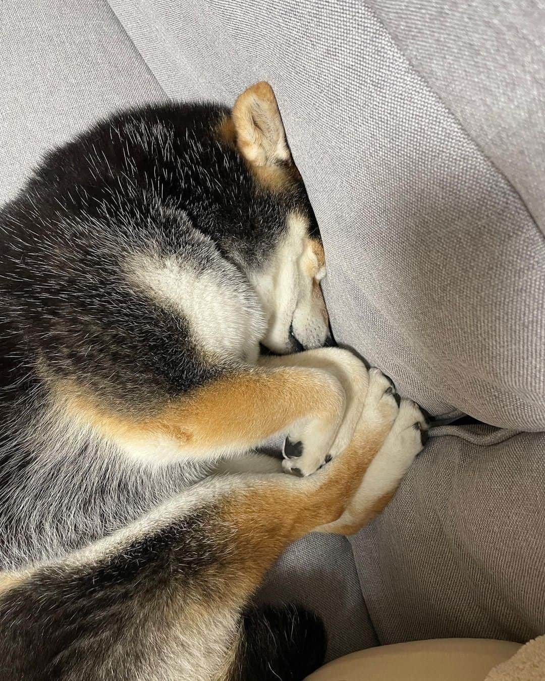 PECO いぬ部さんのインスタグラム写真 - (PECO いぬ部Instagram)「▼▽▼▽▼ ／ 「ツンツンしていて可愛いみじんこ寝🐡💕」 ＼ ㅤㅤ 今回素敵な投稿してくださったのは… @shiba_goma_tsukune さん（ごまちゃん） 他にも素敵なお写真がたくさんあるので ぜひ遊びに行ってみてね♪ ㅤㅤ ㅤㅤ ㅤㅤ 〖 #pecoいぬ部（ #ペコねこ部 ） 〗をつけてご投稿いただくと PECOのSNSで楽しくご紹介させていただきます😋 フォロー&コメントお待ちしています✨ ㅤㅤ ㅤㅤ  ============================== @pecodogs（ @pecocats ）☚YouTubeでも可愛いワンコ（ニャンコ）紹介中🐶💕 ==============================  #犬のいる暮らし #犬部 #犬好きな人と繋がりたい #dogstagram #doglover #멍스타그램 #개스타그램  #ミジンコ #みじんこ寝 #豆柴 #黒柴 #ムギュッ」6月20日 17時00分 - pecodogs