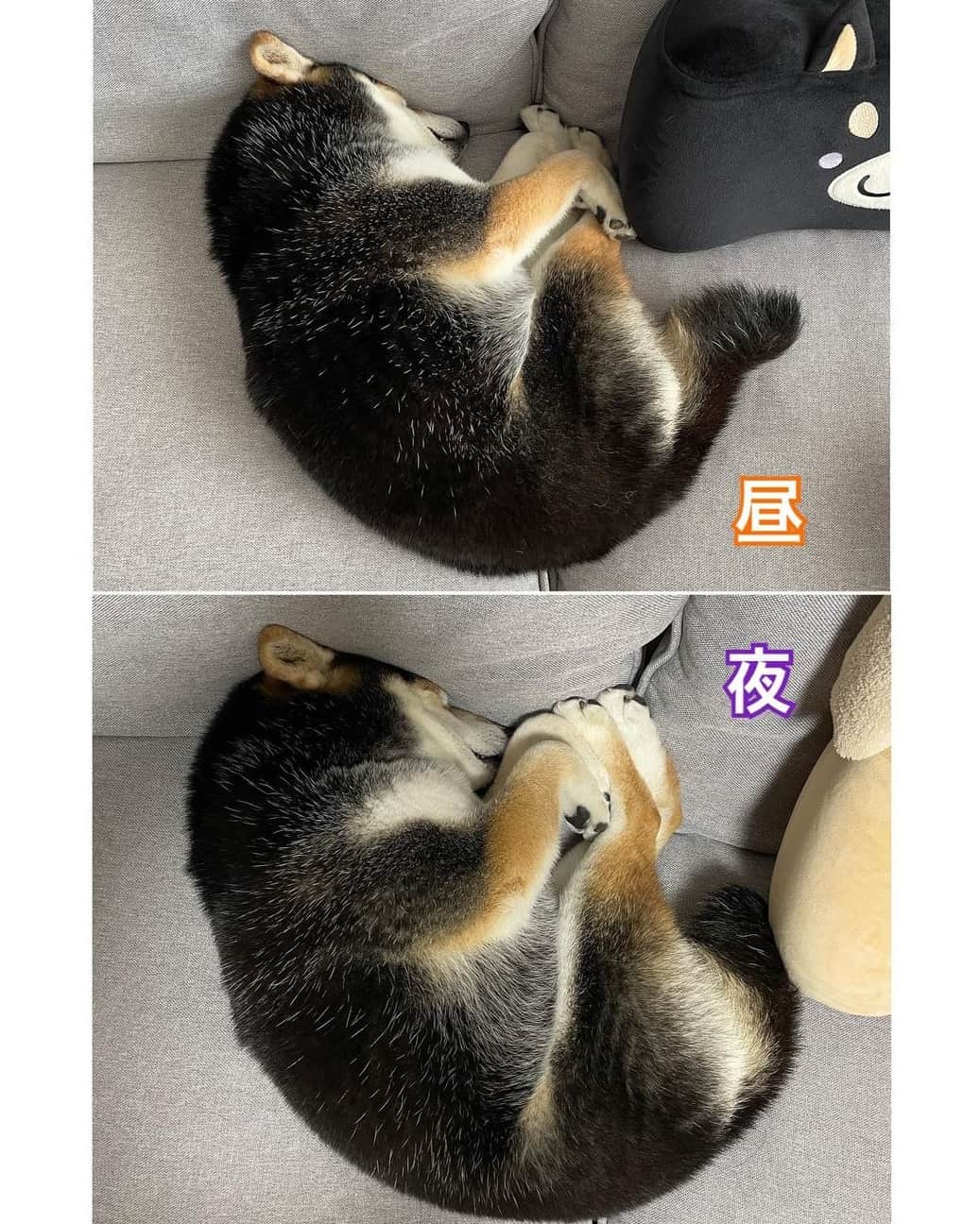 PECO いぬ部さんのインスタグラム写真 - (PECO いぬ部Instagram)「▼▽▼▽▼ ／ 「ツンツンしていて可愛いみじんこ寝🐡💕」 ＼ ㅤㅤ 今回素敵な投稿してくださったのは… @shiba_goma_tsukune さん（ごまちゃん） 他にも素敵なお写真がたくさんあるので ぜひ遊びに行ってみてね♪ ㅤㅤ ㅤㅤ ㅤㅤ 〖 #pecoいぬ部（ #ペコねこ部 ） 〗をつけてご投稿いただくと PECOのSNSで楽しくご紹介させていただきます😋 フォロー&コメントお待ちしています✨ ㅤㅤ ㅤㅤ  ============================== @pecodogs（ @pecocats ）☚YouTubeでも可愛いワンコ（ニャンコ）紹介中🐶💕 ==============================  #犬のいる暮らし #犬部 #犬好きな人と繋がりたい #dogstagram #doglover #멍스타그램 #개스타그램  #ミジンコ #みじんこ寝 #豆柴 #黒柴 #ムギュッ」6月20日 17時00分 - pecodogs