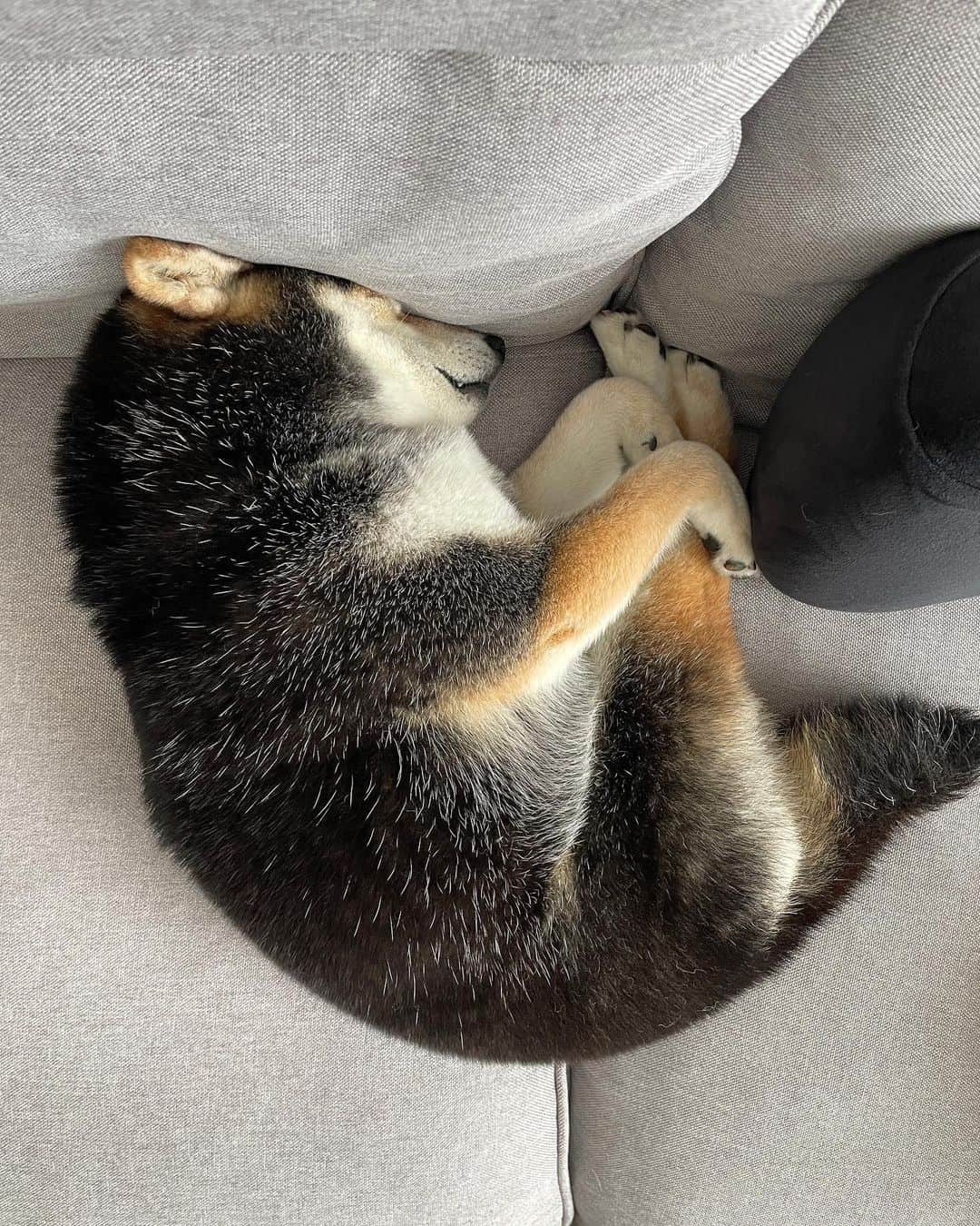 PECO いぬ部さんのインスタグラム写真 - (PECO いぬ部Instagram)「▼▽▼▽▼ ／ 「ツンツンしていて可愛いみじんこ寝🐡💕」 ＼ ㅤㅤ 今回素敵な投稿してくださったのは… @shiba_goma_tsukune さん（ごまちゃん） 他にも素敵なお写真がたくさんあるので ぜひ遊びに行ってみてね♪ ㅤㅤ ㅤㅤ ㅤㅤ 〖 #pecoいぬ部（ #ペコねこ部 ） 〗をつけてご投稿いただくと PECOのSNSで楽しくご紹介させていただきます😋 フォロー&コメントお待ちしています✨ ㅤㅤ ㅤㅤ  ============================== @pecodogs（ @pecocats ）☚YouTubeでも可愛いワンコ（ニャンコ）紹介中🐶💕 ==============================  #犬のいる暮らし #犬部 #犬好きな人と繋がりたい #dogstagram #doglover #멍스타그램 #개스타그램  #ミジンコ #みじんこ寝 #豆柴 #黒柴 #ムギュッ」6月20日 17時00分 - pecodogs