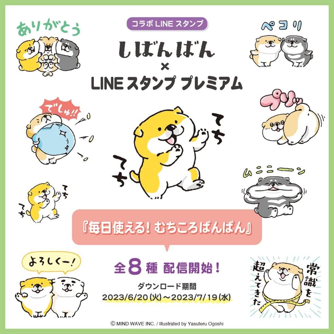 オオゴシヤステルのインスタグラム：「⭐️ LINE スタンプ情報⭐️  『しばんばん』の仔犬期 『むちころばんばん』のむちむちキュートなスタンプで毎日のトークを楽しもう♪  LINEスタンプ プレミアムを1ヶ月無料体験(体験済み・既に会員登録済みの方も含む)するとGETできるよ‼️  むちころオンリーでしゅよ💕 (ᐡ・ᴥ・ᐡ)(ᐡㆆᴥㆆᐡ)  ダウンロード期間：2023/07/19まで 『むちころばんばん×LINEスタンプ プレミアム』 ▶️ https://line.me/S/sticker/28393  ダウンロードページには ストーリーズ、ハイライト「LINE」から✈️  #LINE #コラボLINEスタンプ #マインドウェイブ #mindwave #しばんばん #shibanban #むちころばんばん #muchicorobanban #オオゴシヤステル #柴犬 #しばいぬ #shibainu」