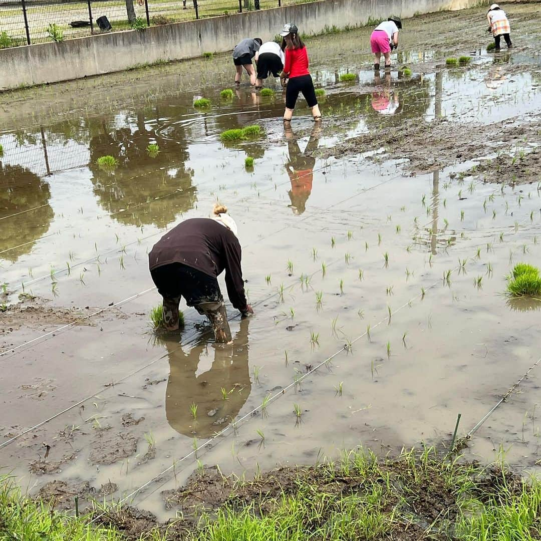 山田まりやさんのインスタグラム写真 - (山田まりやInstagram)「・ 最幸な皆様140人で 田植え2023😆🌈✨  ハイライトもぜひ見てね💗  稲刈りも楽しみ😆🎉✨ ・ ・ お仕事のご依頼は プロフィールのURLへ お願いします😄✨ ・ ・ #オリジナルブランド #mariyaschoice  @mariyas_choice  #大豆ヌードル #大豆ミート #大豆オイル #プロフィールからサイトへ飛べます 🧡 #溶かして使う洗剤シリーズ #sdgs #eco #サスティナブル #プラスチックフリー  一般社団法人MwM Japan 代表理事　山田まりや  〜子供たちには人格形成が育まれる大事な時期に 心と身体に沢山の愛と栄養を届けてあげたい、 母子ともに心豊かに暮らせるシステムを作ることが目標です 🌈〜  #一般社団法人  #mwmjapan  @mwmjapan613  #代表  #山田まりや  #シングルマザー  #シングルマザー支援  #女性雇用支援  #子ども支援  #チャリティーブランド @lino_rima_official   #lovemylife  #loveyourself  #love  #purpleyou」6月20日 17時48分 - mariya.yamada