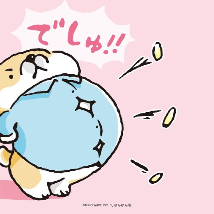 オオゴシヤステルのインスタグラム：「#今日のむちころ　  ＿人人人人＿ ＞でしゅ！＜ ￣ＹＹＹＹ￣  (ᐡ・ᴥ・ᐡ)💨💨💨  #マインドウェイブ #mindwave #しばんばん #shibanban #むちころばんばん #muchicorobanban #オオゴシヤステル #柴犬 #しばいぬ #shibainu」