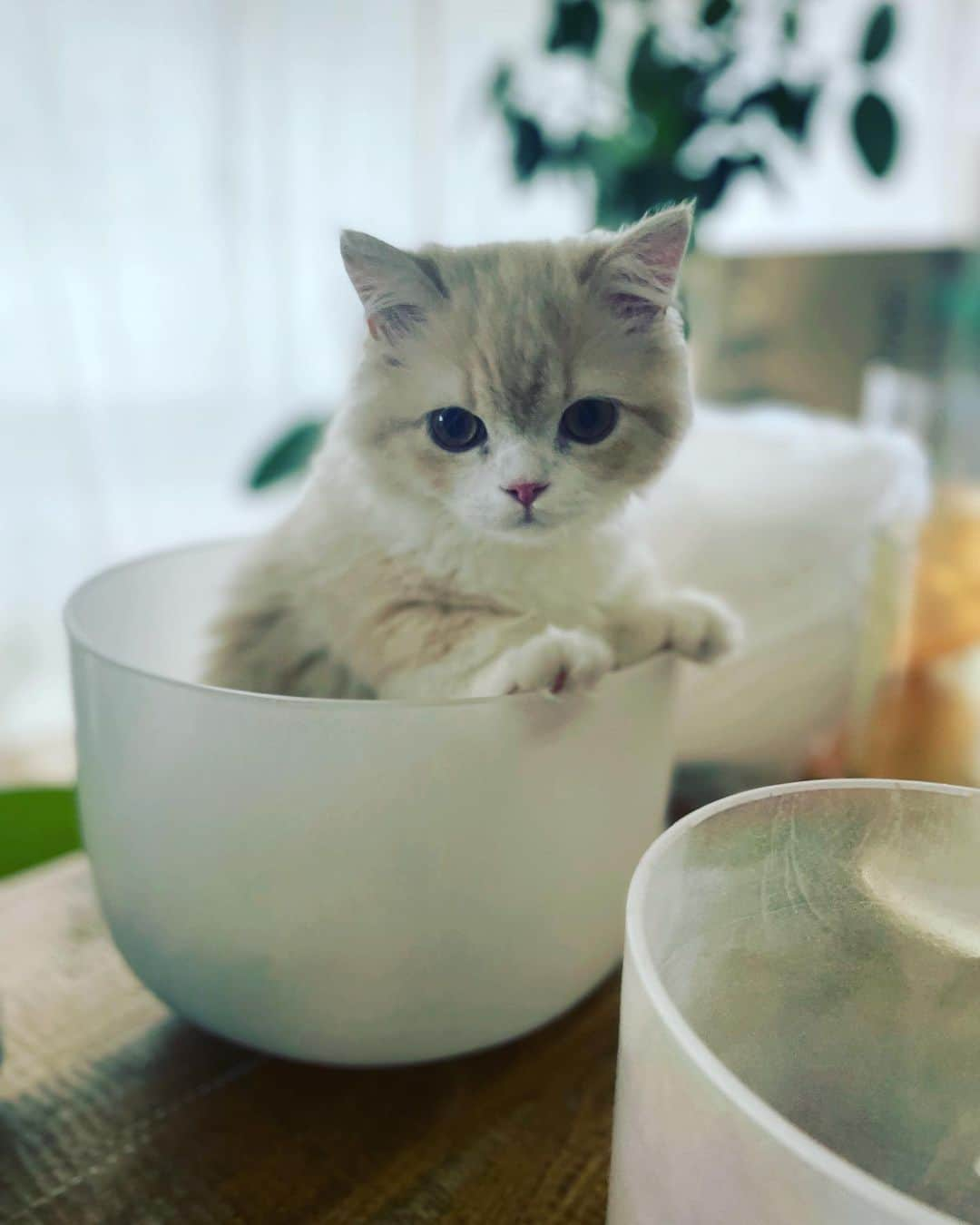 DJ AMIGAさんのインスタグラム写真 - (DJ AMIGAInstagram)「猫とクリスタルボウル🥣  明日のイベントの準備をしてたら入ってきて邪魔をする🐱  なかなか進まない準備。どのボウルを持って行こうか悩む、。せっかくだから全部持っていきたいけど  今日はのんびりです🥱  おかげさまで明日の夏至の日のイベントは前売り券完売しました！当日券分を少しだけ追加しましたのでプロフィールリンクから購入可能です😉  明日いらっしゃる方はどうぞよろしくお願いします。お座布団がありますが、米ヨガマットございましたらご持参下さって大丈夫です🧘‍♂️  🌿 🌿  #シンギングボウル #クリスタルボウル #singingbowls #crystalbowls #soundbath #soundhealing #yoga #meditation #mindfulness #wellness #mandara #cat #catlover #曼荼羅美術館 #サウンドバス #ヒーリング #ヨガ #マインドフルネス #瞑想 #猫 #ミヌエット #ネコスタグラム ウェルネス  #432hz」6月20日 18時16分 - djamiga