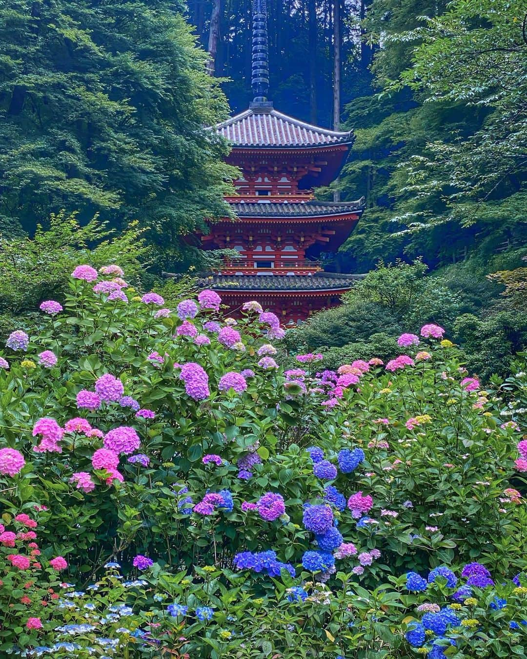 hama_aki_pppさんのインスタグラム写真 - (hama_aki_pppInstagram)「京都府木津市#岩船寺  Location Kyoto Japan #gansenji   Date.2023.06.18   今年もきました岩船寺 紫陽花は綺麗に咲いていました　  #神社仏閣  #日本の美しい花風景  #花撮り隊  #こころから  #関西でお写んぽ  #そうだ京都行こう  #おとな旅プレミアム  #タビジェニ　 #loves_united_japan  #otonatabi_japan  #sorakataphoto  #jalan_travel  #deaf_b_j_  #ig_japan_  #ptk_japan  #histrip_japan  #visitjapanjp  #japanese_gardens  #lovers_united_flora  #shotoniphone  #lovely_flowergarden  #j_flower_shots  #photoshorttrip  #special_spot_legend  #beautiful_photo_jpn  #iphonephotography  #iphoneonly  #iphonephotographer」6月20日 18時17分 - hama_aki_ppp