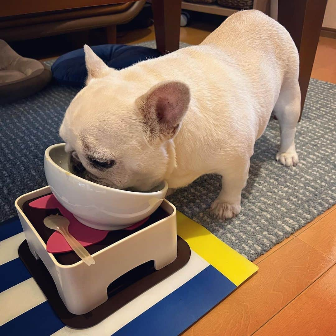 タニム（マーブル母）のインスタグラム：「* 今朝のマーブル🐷♥️ ご飯モリモリ食べてます😋  #お久しぶりです #私のアモーレ🐷❤️  #体調崩してましたが #大分よくなってきた #油断大敵養生します #安心してください #痩せてませんから」