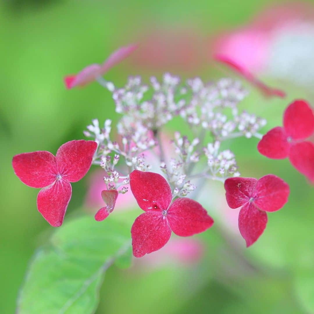 kiccyomuのインスタグラム：「☁️ 2023.06.20 Tue #鎌倉 の #旧一条恵観山荘 こちらは… 秋の紅葉🍁も素敵だけど この時期の #紫陽花 も綺麗😍  この紫陽花は… 紅(くれない)だと思います 紅色が綺麗📸  最近… 紫陽花も高騰してますか？ 花3輪ぐらい咲いてる ピンク色のアナベルが 4500円で売ってました⁉️ 私が以前買った時は 1000円しなかったと思う😅  location #鎌倉 ❣️ 📷撮影 2023年6月7日」