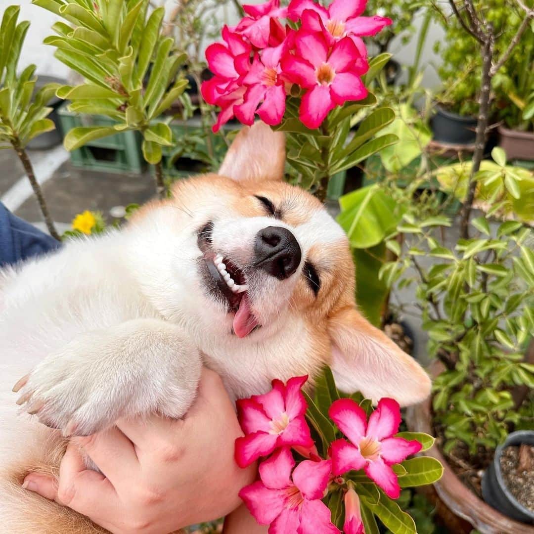 8crapさんのインスタグラム写真 - (8crapInstagram)「Flowers make me happ 😝 - Hashtag #barkedtongueout on your doggo’s tongue out photos/videos and get a chance to be featured! - 📷 @sugar_corgifam - #barked #tongueouttuesday #tot #👅 #😛 #dog #doggo #Corgi」6月20日 18時48分 - barked