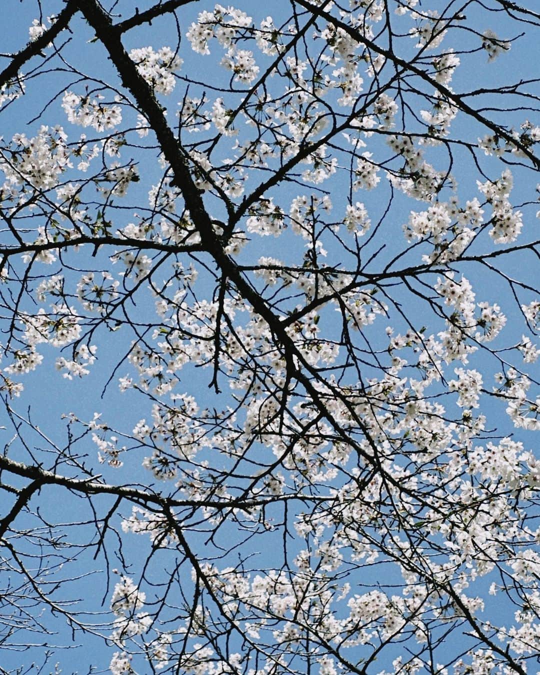 イム・スヒャンさんのインスタグラム写真 - (イム・スヒャンInstagram)「벚꽃이 만개했던 어느날」6月20日 18時58分 - hellopapa11