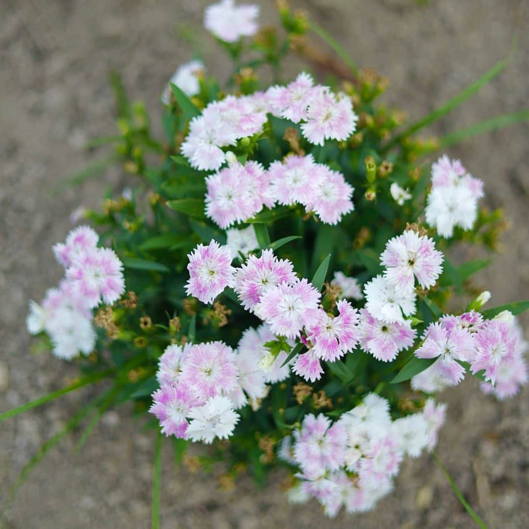 福岡女子短期大学さんのインスタグラム写真 - (福岡女子短期大学Instagram)「💠1/365 DAYS  今日も1日お疲れさまです✨ 放課後のキャンパスで撮影 協力いただいた皆さん ありがとうございました😊  #福岡女子短期大学 #福女短スナップ  #ストリートスナップ #福岡カメラ部 #写真好きな人と繋がりたい」6月20日 19時24分 - fukuoka_wjc