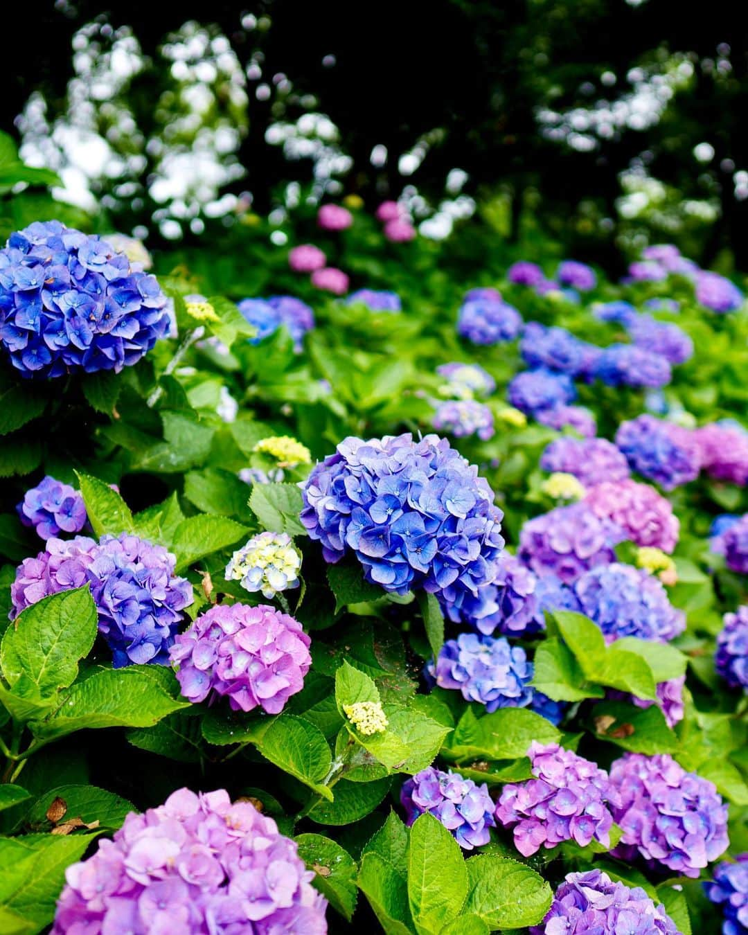 高野進さんのインスタグラム写真 - (高野進Instagram)「紫陽花の季節」6月20日 19時32分 - susumu.takano.21